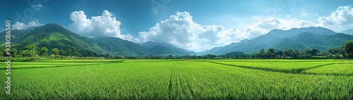 A vast green rice field with mountains in the background, under a partly cloudy sky