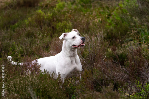 White pitbull dog in the brush posing for a portrait