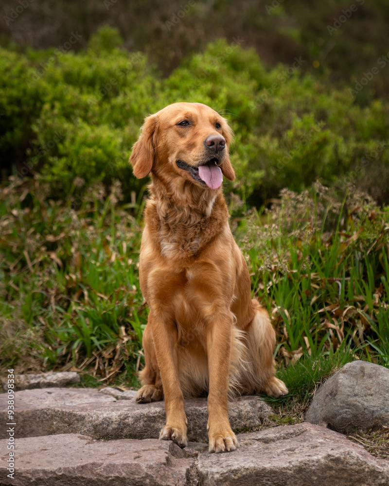 Golden Retriever sitting on a rock posing for a portrait Golden Retriever sitting on a rock posing for a portrait