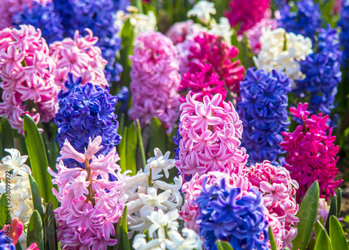 Bild auf Leinwand pink, purple and white hyacinths