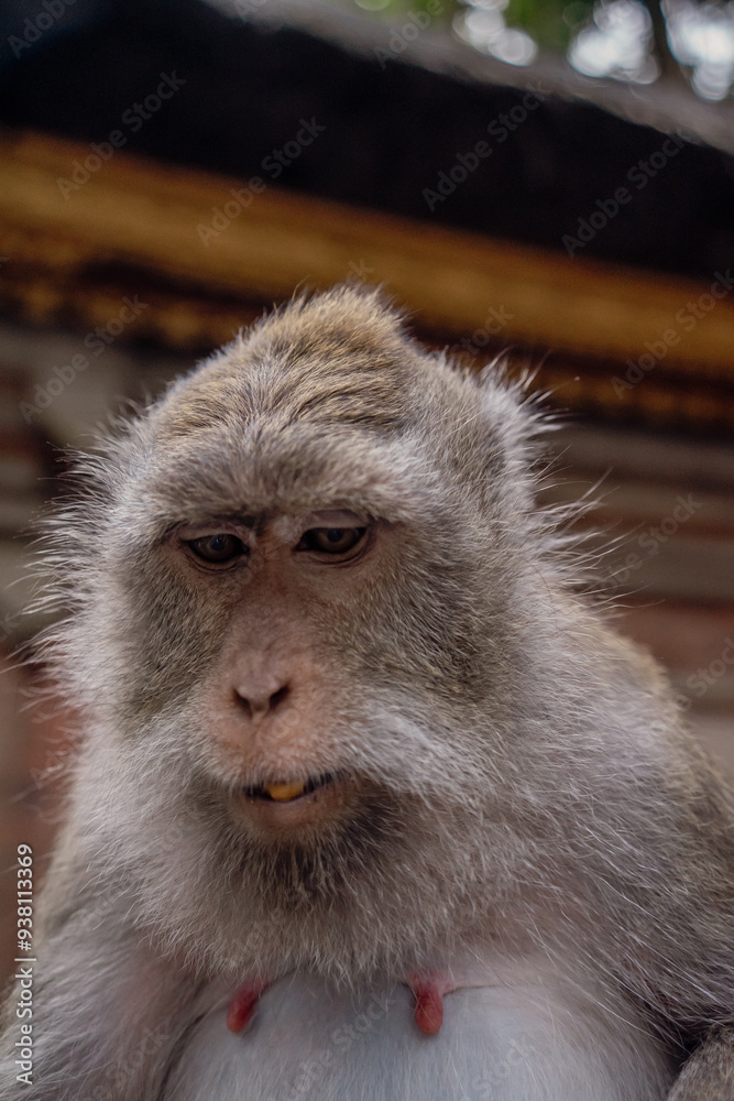 Obraz premium Photograph of a monkey in a sanctuary in Indonesia. Monkey Temple. Bali. Animals in freedom. Jungle