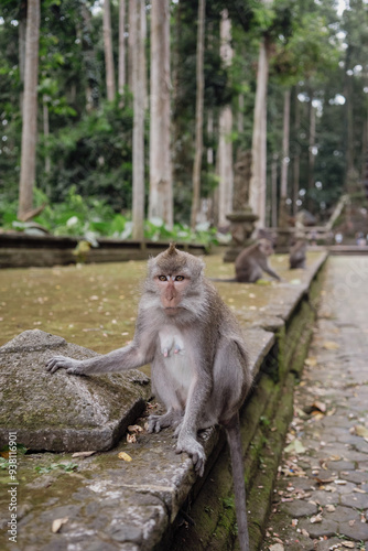 Photograph of a monkey in a sanctuary in Indonesia. Monkey Temple. Bali. Animals in freedom. Jungle
