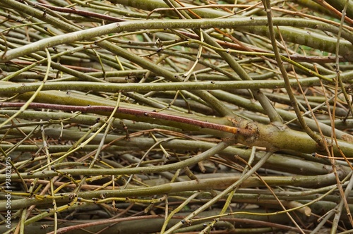 branches in the forest. Pile of tree branches.