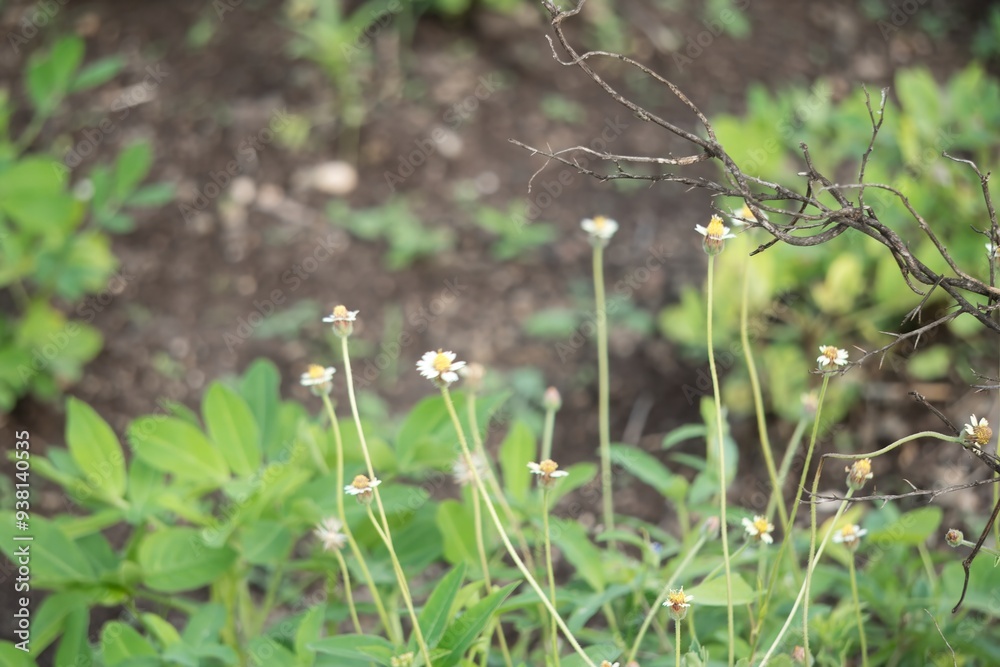Tender white wildflowers are emerging in the rich, green expanse of the meadow Tender white wildflowers are emerging in the rich, green expanse of the meadow