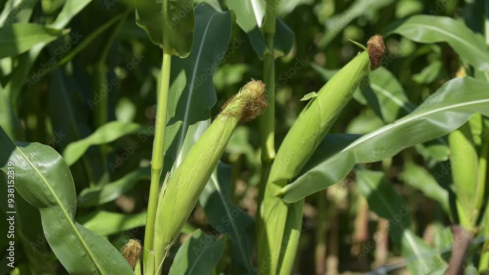 Corn on the cob, stalks with green leaves in a field in the rural countryside, food growth agriculture concept slow motion Corn on the cob, stalks with green leaves in a field in the rural countryside, food growth agriculture concept slow motion
