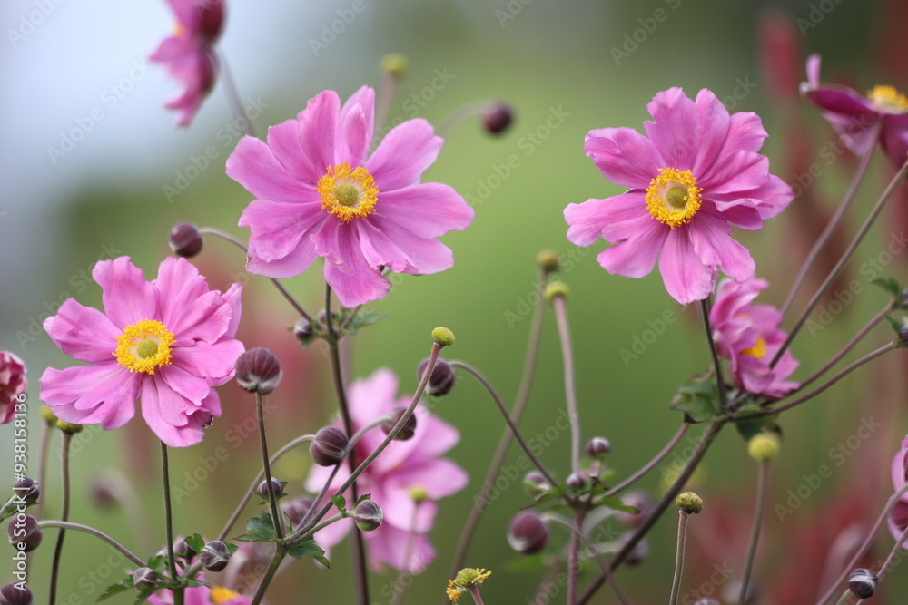 Anemone hupehensis. Closeup of japanese anemone, windflower. Anemone hupehensis. Closeup of japanese anemone, windflower.