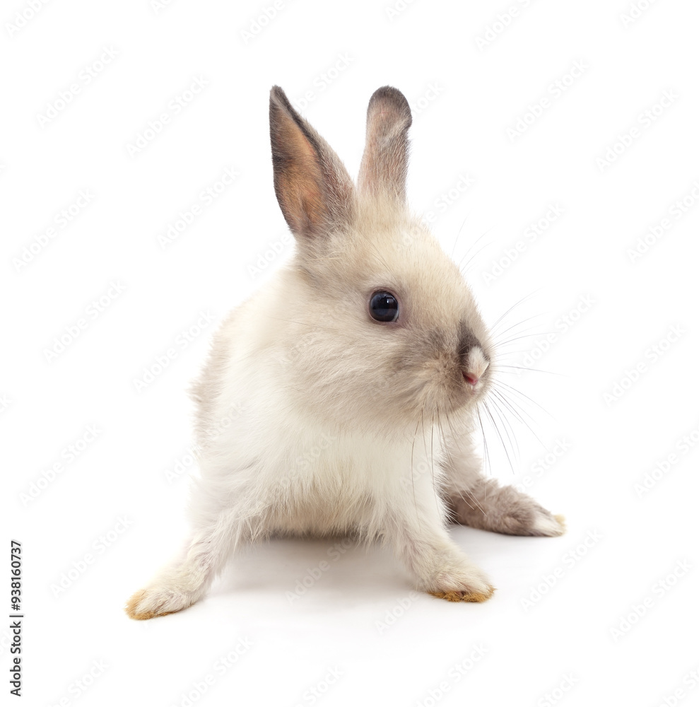 One white rabbit. One white rabbit.