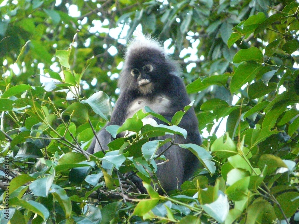 Fototapeta premium Spectacled langur, Langkawi Island, Malaysia