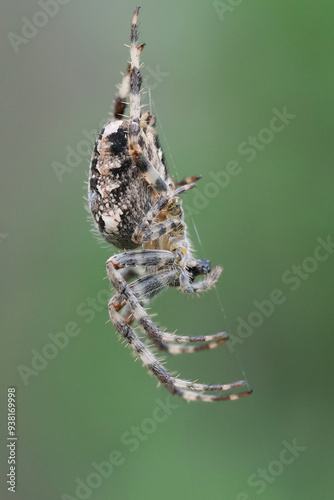 Closeup on a European cross spider or crowned orb weaver, Araneus diadematus photo