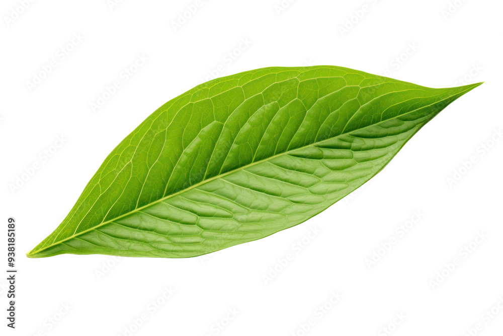 Obraz premium Macro photography of a single green tea leaf, isolated on a white background.