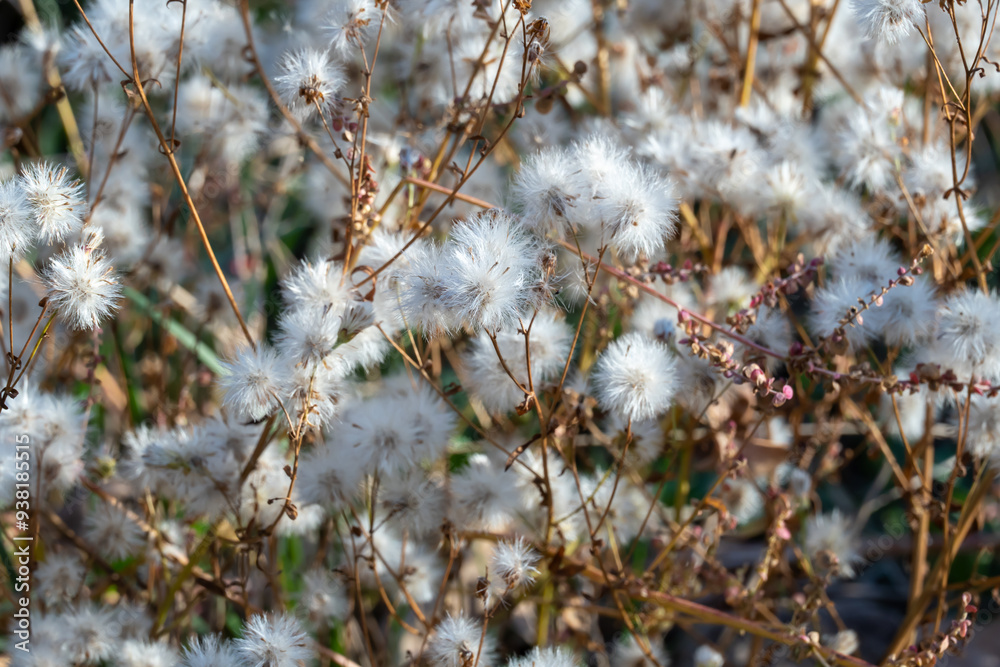 White fluffy seeds of wild field flowers in autumn. Dry boll of wildflowers growth in field. Nature patterns of withered plants. Dried branches with seeds and light fluff. Tender soft scene dry grass. White fluffy seeds of wild field flowers in autumn. Dry boll of wildflowers growth in field. Nature patterns of withered plants. Dried branches with seeds and light fluff. Tender soft scene dry grass.
