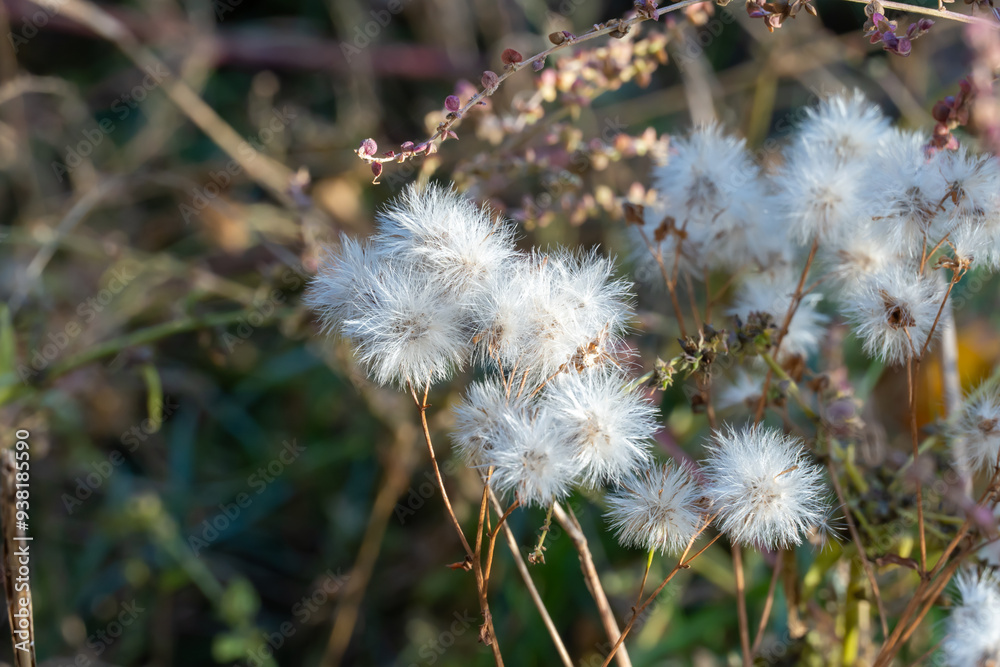 White fluffy seeds of wild field flowers in autumn. Dry boll of wildflowers growth in field. Nature patterns of withered plants. Dried branches with seeds and light fluff. Tender soft scene dry grass.