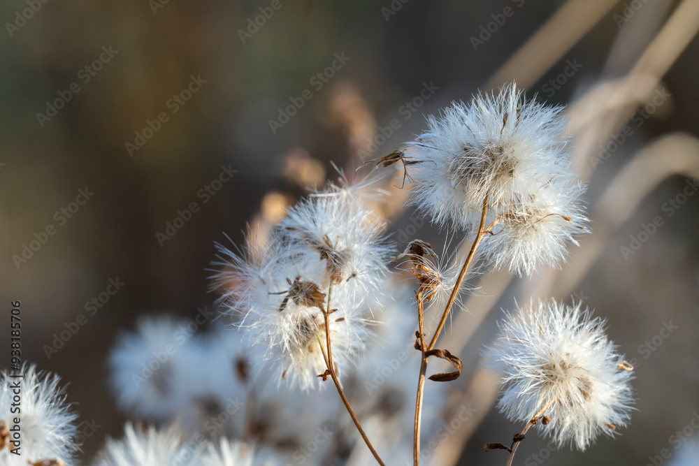 White fluffy seeds of wild field flowers in autumn. Dry boll of wildflowers growth in field. Nature patterns of withered plants. Dried branches with seeds and light fluff. Tender soft scene dry grass. White fluffy seeds of wild field flowers in autumn. Dry boll of wildflowers growth in field. Nature patterns of withered plants. Dried branches with seeds and light fluff. Tender soft scene dry grass.