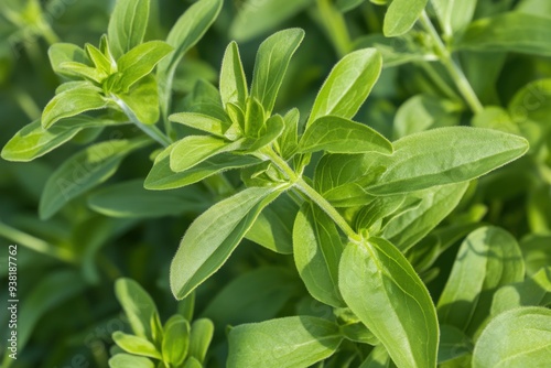 Fresh oregano leaves in natural garden setting