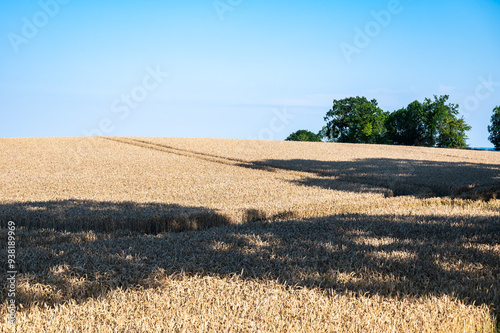 Golden agriculture fields with wheat plantations and hard shadows around Grömitz, Holstein, Germany photo