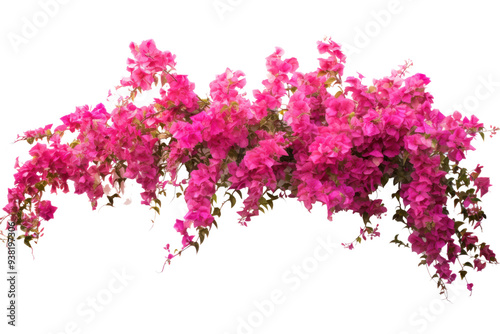 Fascinating panoramic view of Bougainvillea spectabilis isolated on white background.