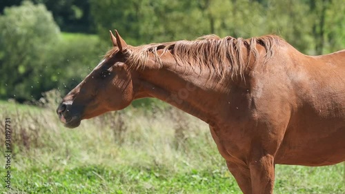 Brown horse standing in a pasture moving head up and down shaking off insects and flies during summer heat, side view profile