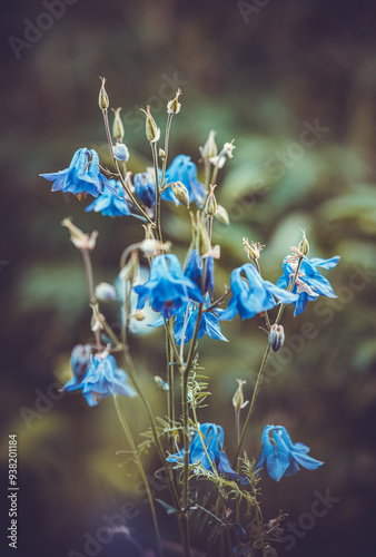 Flowers in the garden. Garden with flowers