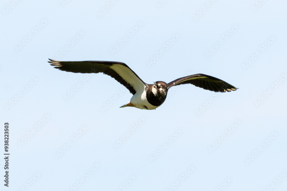 Vanneau huppé,.Vanellus vanellus, Northern Lapwing Vanneau huppé,.Vanellus vanellus, Northern Lapwing