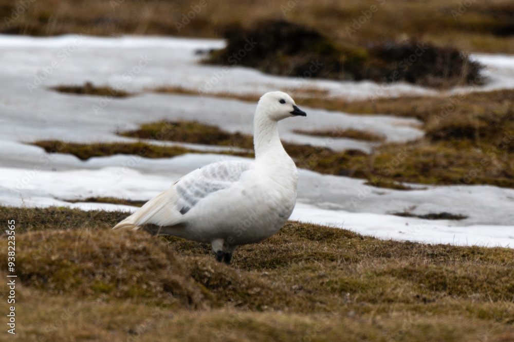 Oie des neiges,.Anser caerulescens, Snow Goose Oie des neiges,.Anser caerulescens, Snow Goose