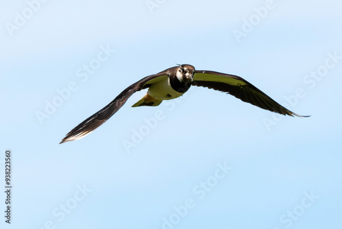 Vanneau huppé,.Vanellus vanellus, Northern Lapwing photo