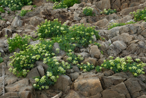 Criste marine, Crithme, Fenouil marin, Perce pierre, Crithmum maritimum photo