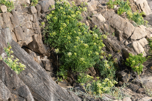 Criste marine, Crithme, Fenouil marin, Perce pierre, Crithmum maritimum photo