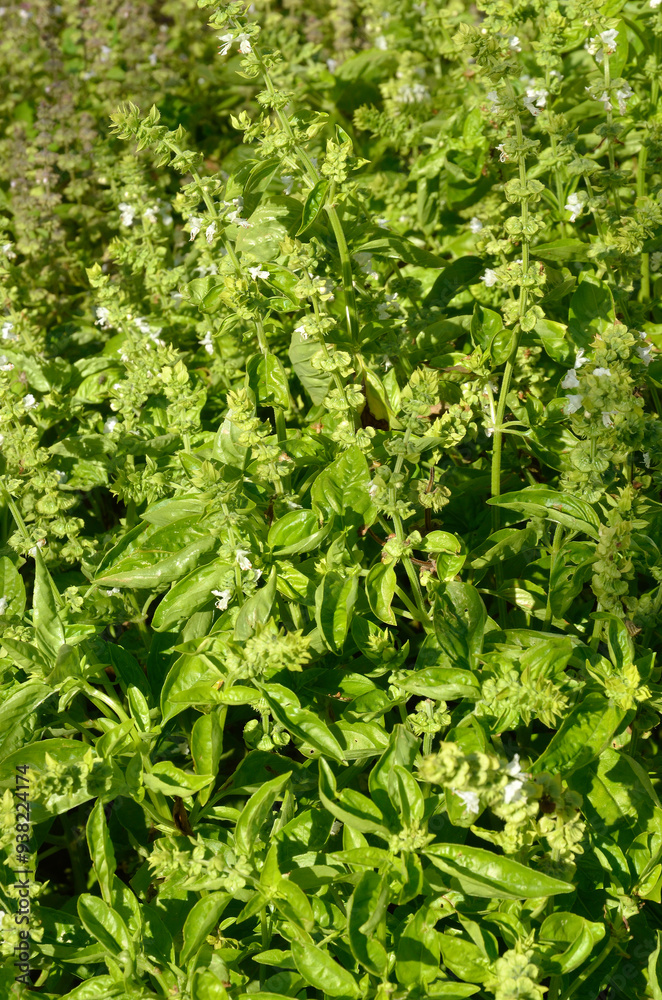 Ocimum basilicum 'Vert de Gênes' , Basilic