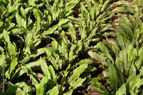 Fototapeta Naklejka Na Ścianę i Meble -  Rumex sanguineum, Oseille sanguine