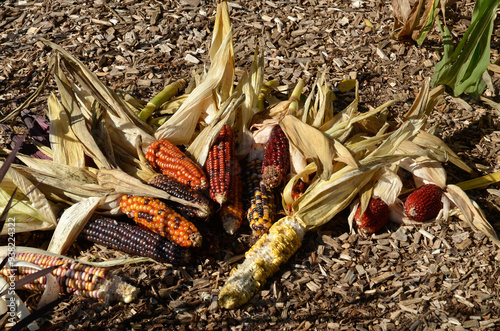 Fototapeta Naklejka Na Ścianę i Meble -  Zea mays, Mais corn