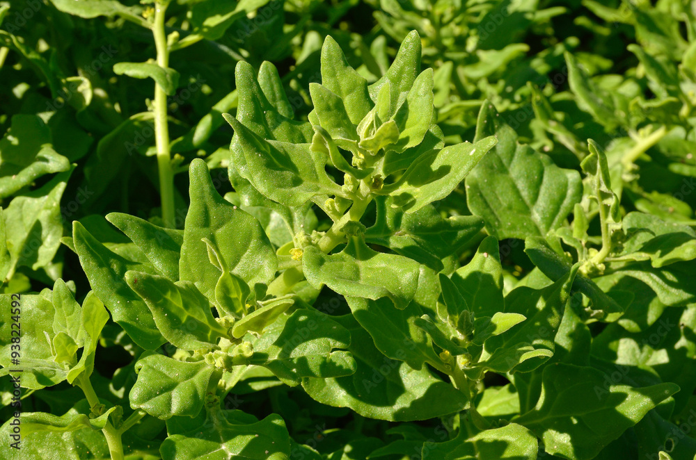 Tetragonia tetragonioides , Tetragone
