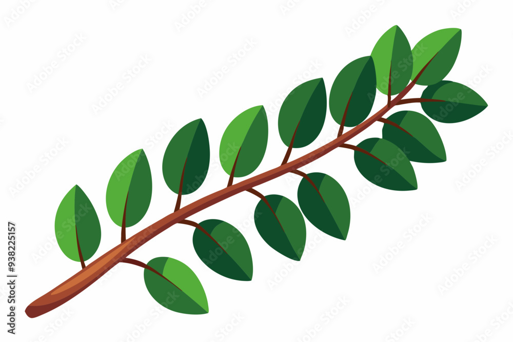Fototapeta premium Large Horizontal Brown Branch with Green Eucalyptus Leaves on White Background