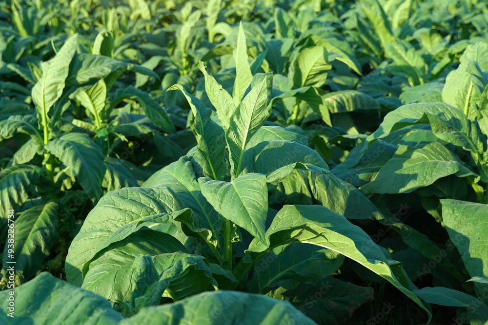 Tobacco plantation, one of Thailand's economic crops Older leaves are made into tobacco and used for rolling cigarettes. Tobacco plantation, one of Thailand's economic crops Older leaves are made into tobacco and used for rolling cigarettes.