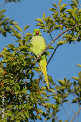 Obraz na płótnie A Ring Necked Parakeet on a Tree Branch