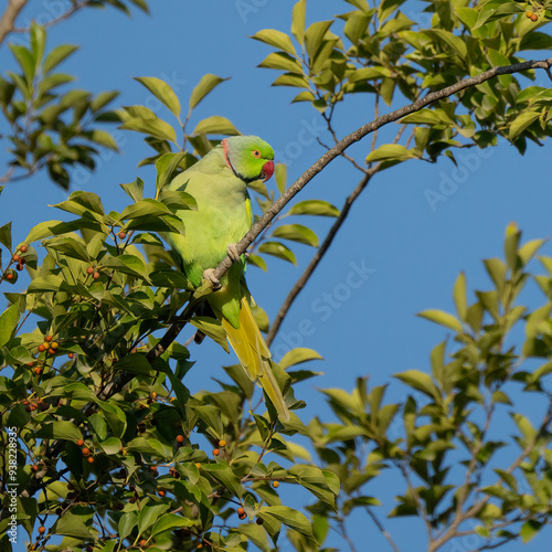 Obraz na płótnie A Ring Necked Parakeet on a Tree Branch