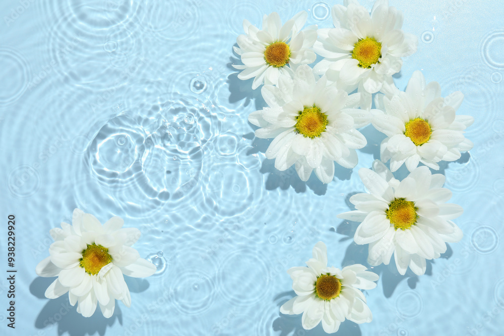 Fototapeta premium Beautiful daisy flowers in water on light blue background, top view. Space for text