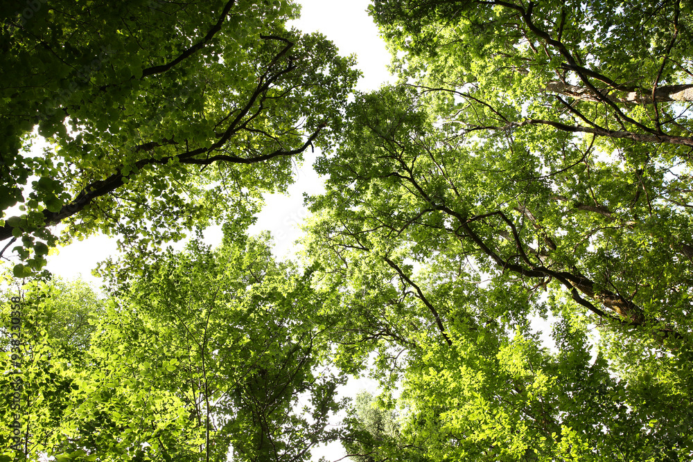 Beautiful green trees growing in forest, bottom view Beautiful green trees growing in forest, bottom view