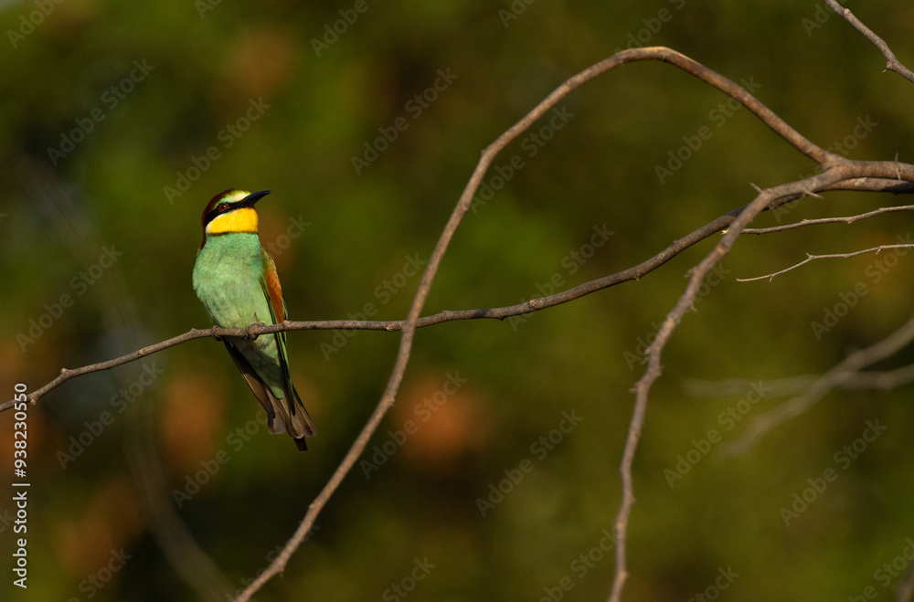 Obraz premium European bee-eater perched on tree with green backdrop
