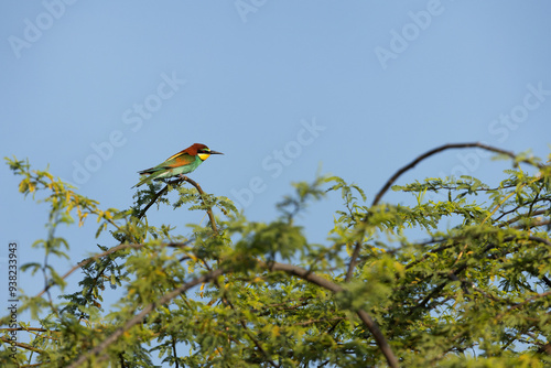 European bee-eater perched on acacia tree, Bahrain photo