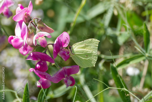 Common brimstone butterfly (Gonepteryx rhamni) sitting on a pink flower in Zurich, Switzerland