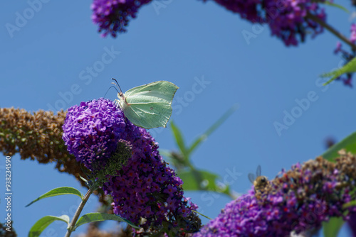 Common brimstone butterfly (Gonepteryx rhamni) perched on summer lilac in Zurich, Switzerland photo