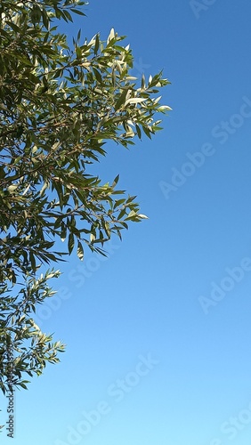 branches of a tree against sky