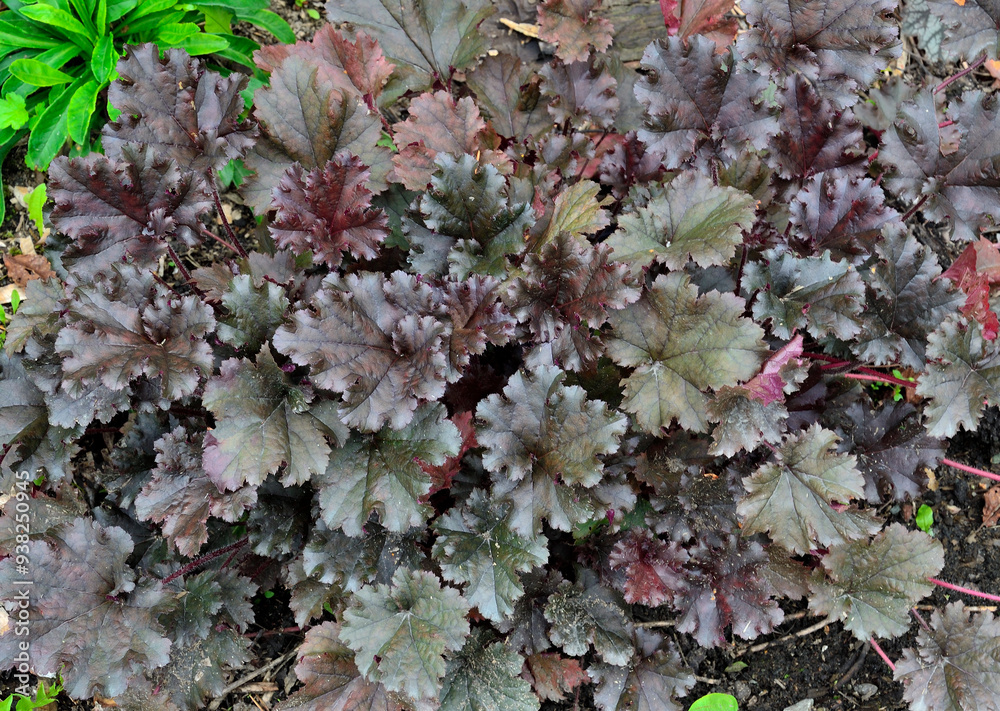 Bush of Heuchera variety World Caffe Espresso with dark green, brown and purple leaves in the garden Bush of Heuchera variety World Caffe Espresso with dark green, brown and purple leaves in the garden