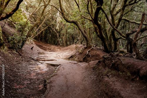 Sendero El Bosque de los Enigmas. Der Weg der Sinne, zauberhafter Walt auf Teneriffa in Anaga-Gebirge. Parque Rural de Anaga.