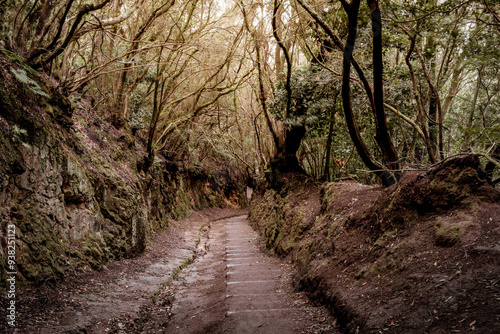 Sendero El Bosque de los Enigmas. Der Weg der Sinne, zauberhafter Walt auf Teneriffa in Anaga-Gebirge. Parque Rural de Anaga.