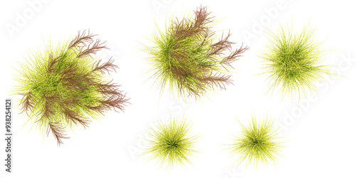 collection of Zebra grass beautiful isolated on white background from top view photo