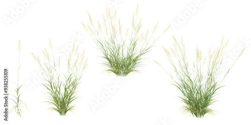 Reed canary grass collection with realistic style photo