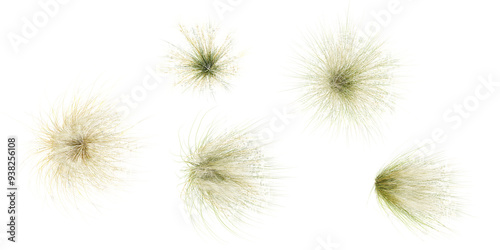 Set of Mexican feather grass cutout with transparent background, great for digital composition and architecture visualization,from top view