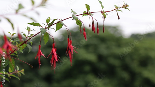 Fuchsia Magellanica flower in a garden photo