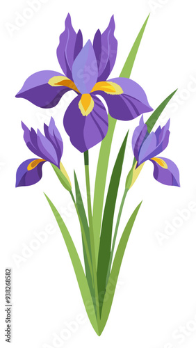 iris flower isolated on white background, iris illustration, iris flower vector